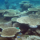 A Maldivian reefscape. Photo Courtesy Christian Jensen